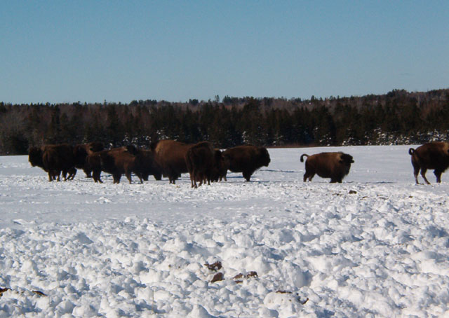 Alberta buffalo thrive in PEI